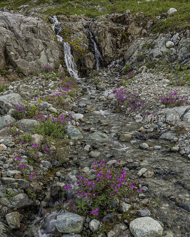 瀑布和河流美丽的火草或矮火草，Chamaenerion latifolium(以前Epilobium latifolium，也叫chamamerion latifolium;位于阿拉斯加冰川湾国家公园的里德冰川附近。